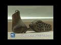 CHINESE STARTED PLAYING FOOTBALL 2300 YEARS AGO , UMVA IBINTU BITANGAJE HANO