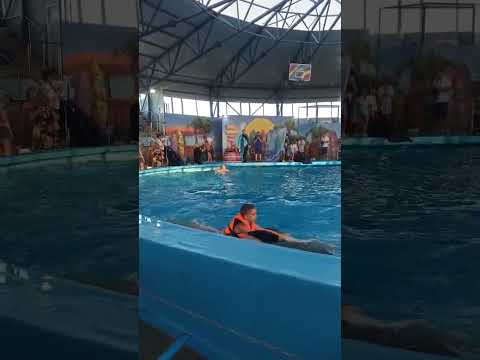 Дельфинарий в Сочи-Парке .Катание на дельфинах🐬.#сочипарк #дельфинарий #дельфин #адлер2024 #video