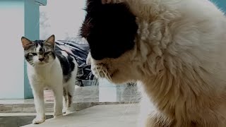 Cats are willing to wait their turn to eat by Cats Feed Journey 136 views 4 weeks ago 3 minutes, 4 seconds