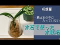 2026年5月22日 胡蝶蘭 1カ月間留守にする胡蝶蘭の水栽培 細長いビンに🫙フワッと水苔をつめる 水を半分以上入れて株を乗せるだけ