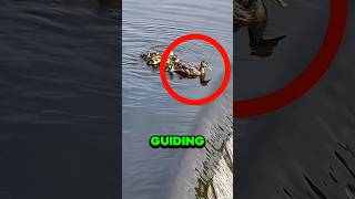 This Ducklings Jumped Down The Waterfall