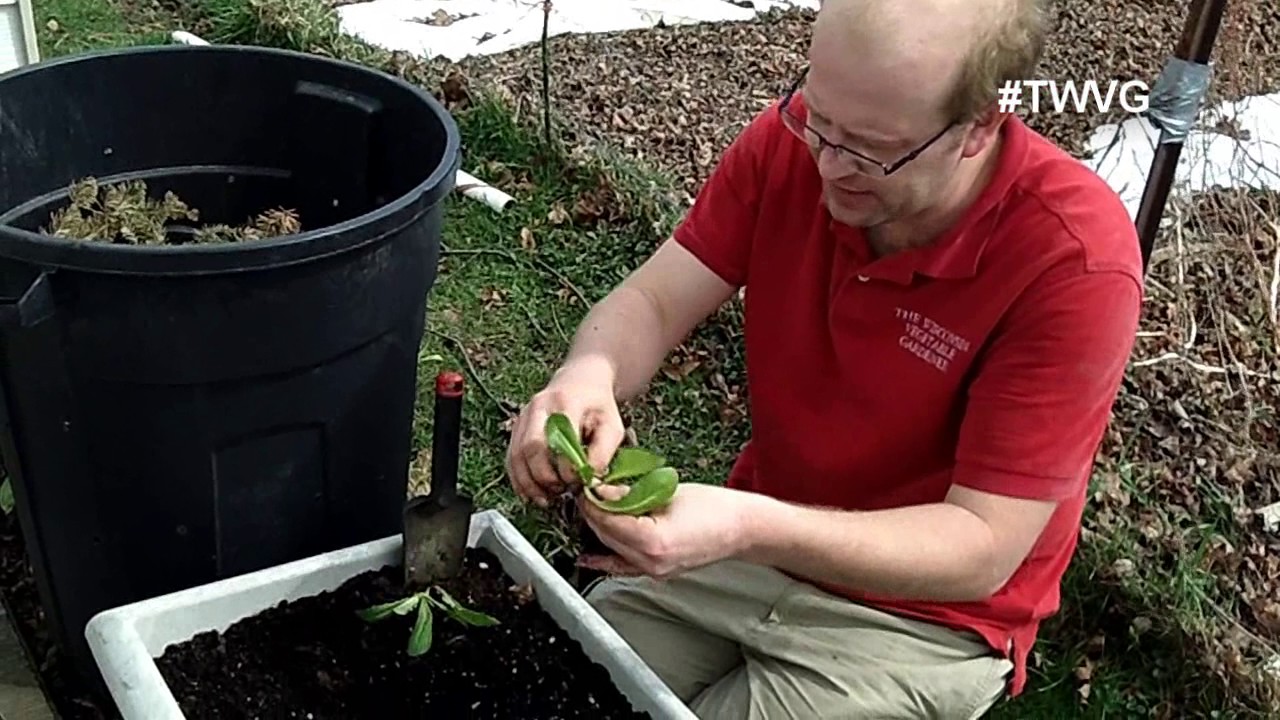 Plant Romaine Lettuce From Starts Quick Tip The Wisconsin Vegetable