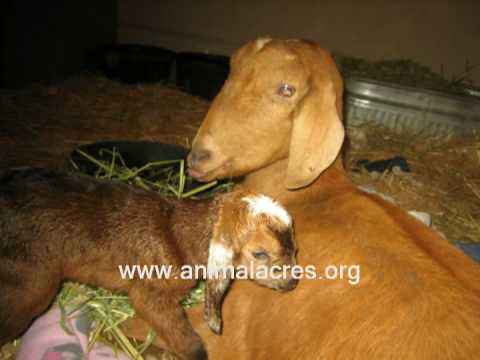 Hope Rescue 2-15-2009