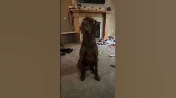 Pudelpointers love errands. #dogs #shorts #dogs