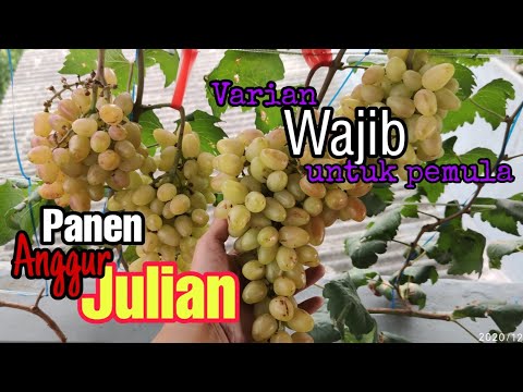 Video: Julian Grape Variety
