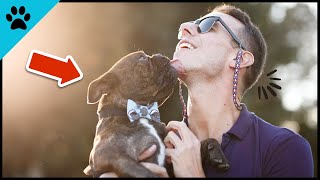 The MOST LOVEFUL Thing Your Dog Is Doing For YOU! by Dogtube 40 views 10 months ago 1 minute, 31 seconds