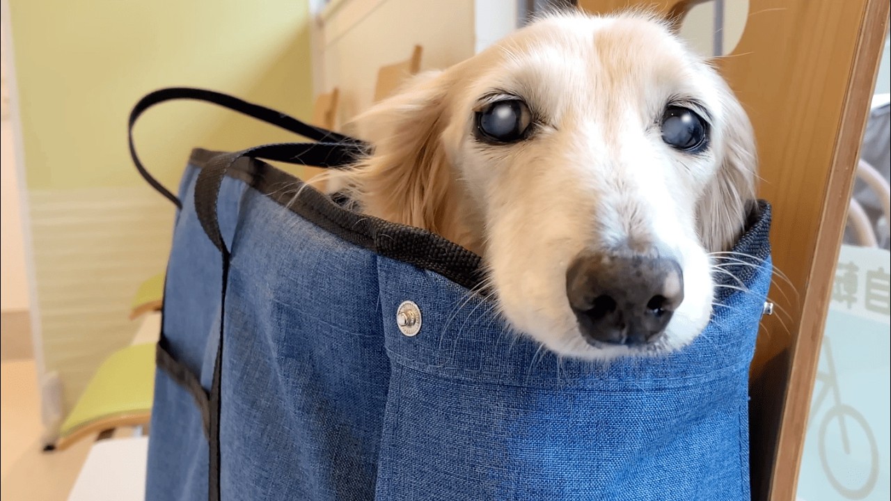 何処を触っても嫌がらないけどコレはダメ💢な所があるミニチュアダックスフンド