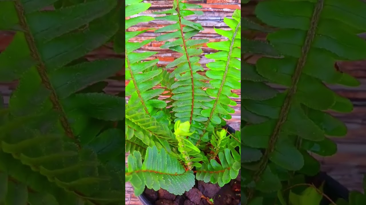 Wonderful Boston Fern Plant for Indoor Decoration