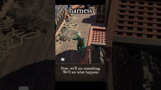 harness — Divinity: Original Sin 2 dialogue scene
