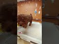 SO CUTE!..LICK IT BABY! #short #awesome #new #cute #love #pet #dog #satisfying #trending #like