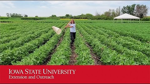 Using a sweep net in field crops