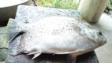 CÁ NÂU - To Gần 1 Ký Đặc Sản Tại Đầm Dơi Cà Mau ✔