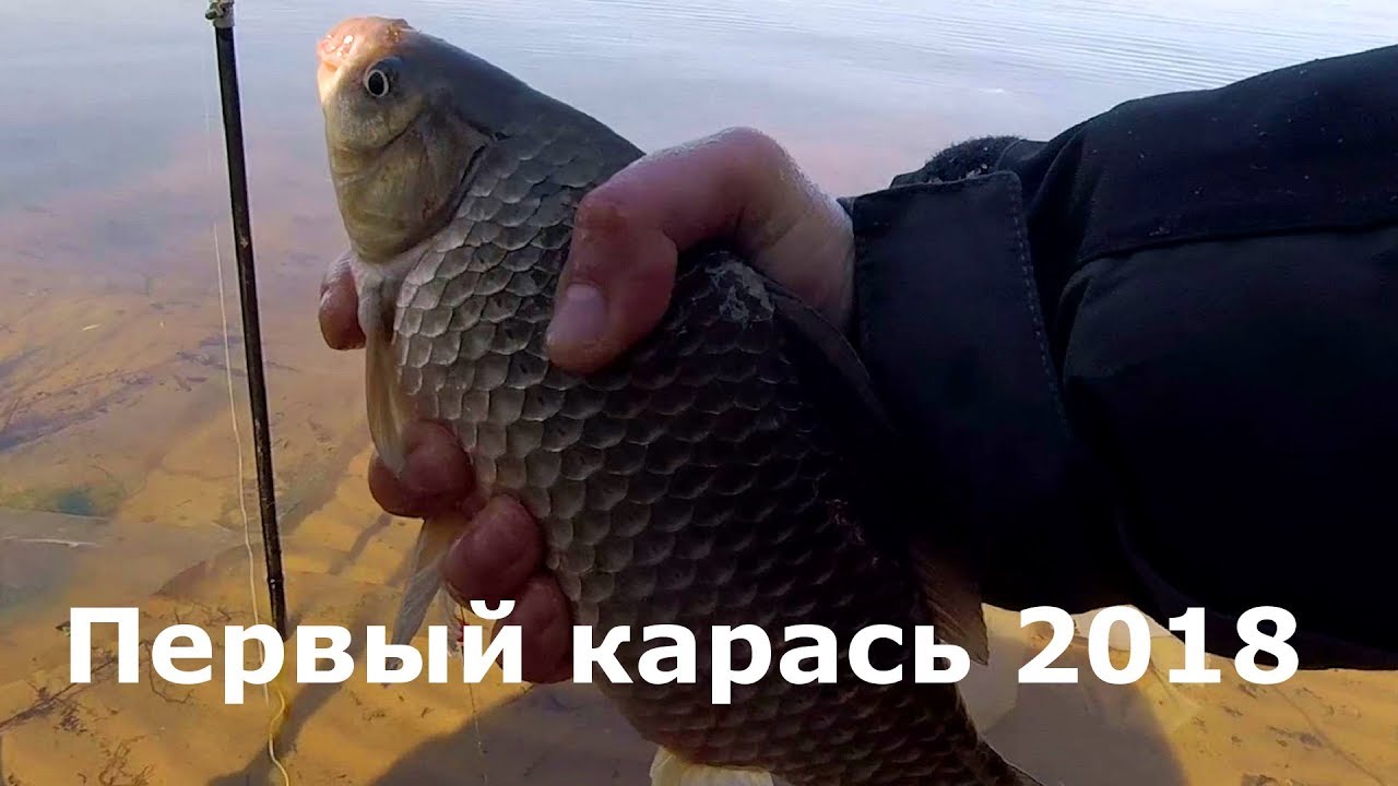 Первый карась 2018 года, Фидер, Рыбалка