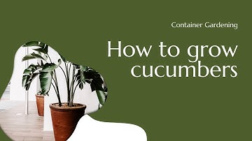 Container Gardening - How to grow cucumbers in a 5 Gallon Bucket- Medley