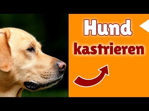 Video: Die wichtigsten Gründe, um Ihren Jack Russell zu kastrieren