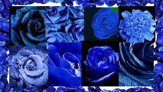 Most Beautiful blue Rose wallpapers in the world#Roses #blue#Beautifulflowers #Relaxingmusic#Relax# screenshot 3
