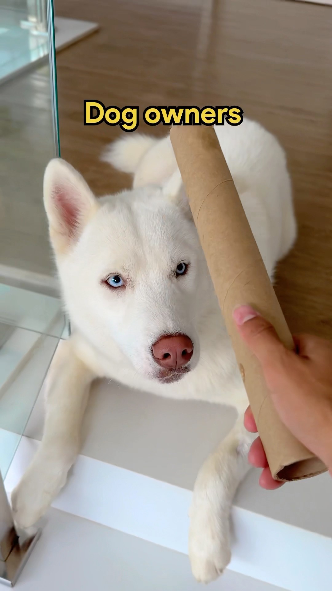 NORMAL PEOPLE vs DOG OWNERS