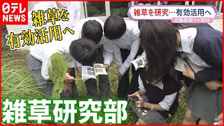 【雑草を研究】研究したり…食べてみたり…  雑草研究部の活動とは？