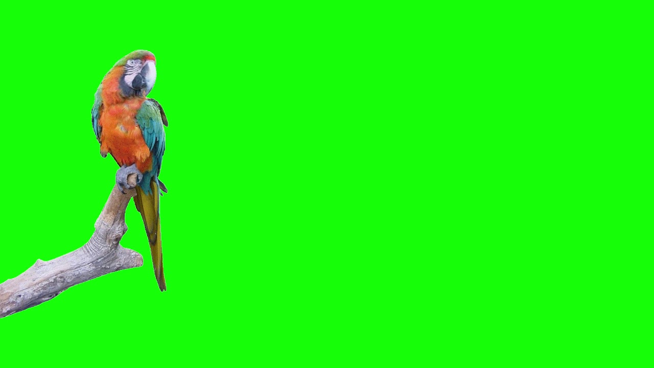 Beautiful Parrot standing on a branch in green screen YouTube
