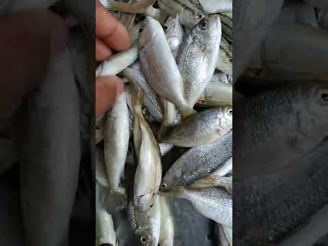 الشخرم الطازه 