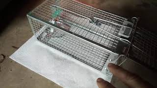 Gingbau humane animal trap review and tips