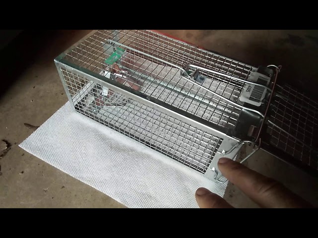 Gingbau Live Chipmunk Trap Humane Rat Mouse Cage Trap 
