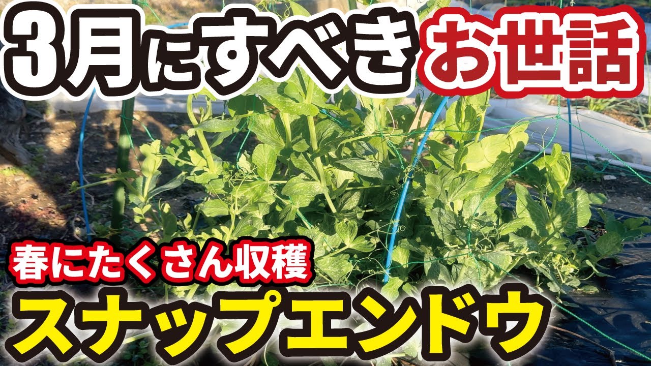 スナップエンドウの3月お世話作業！春にたくさん収穫するコツ！
