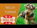 Dogs 101 - WELSH TERRIER - Top Dog Facts About the WELSH TERRIER の動画、YouTube動画。
