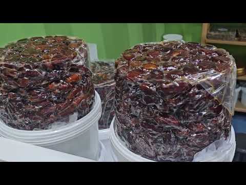 تغطيه مهرجان العسل والتمور محضه