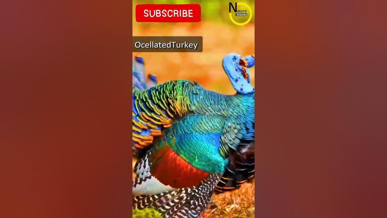 Amazing Oscillated turkey bird dance🦃💃 shorts short turkeybird YouTube