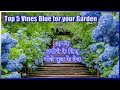 Top 5 blue flowering vines to add to your garden          hindi