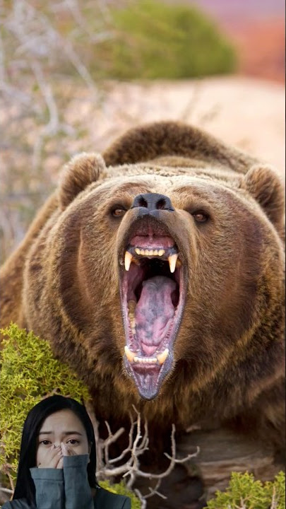 Grizzly Bear Sound  #shorts #wildlife #animalsounds #bears