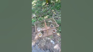 Pikat burung sirtu sepasang gacor dorrr