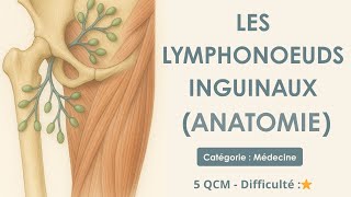 Les lymphonoeuds inguinaux - Catégorie : Médecine