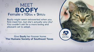 Meet Boofy | 12News helping Humane Society of Southeast Texas 'Clear the Shelters'