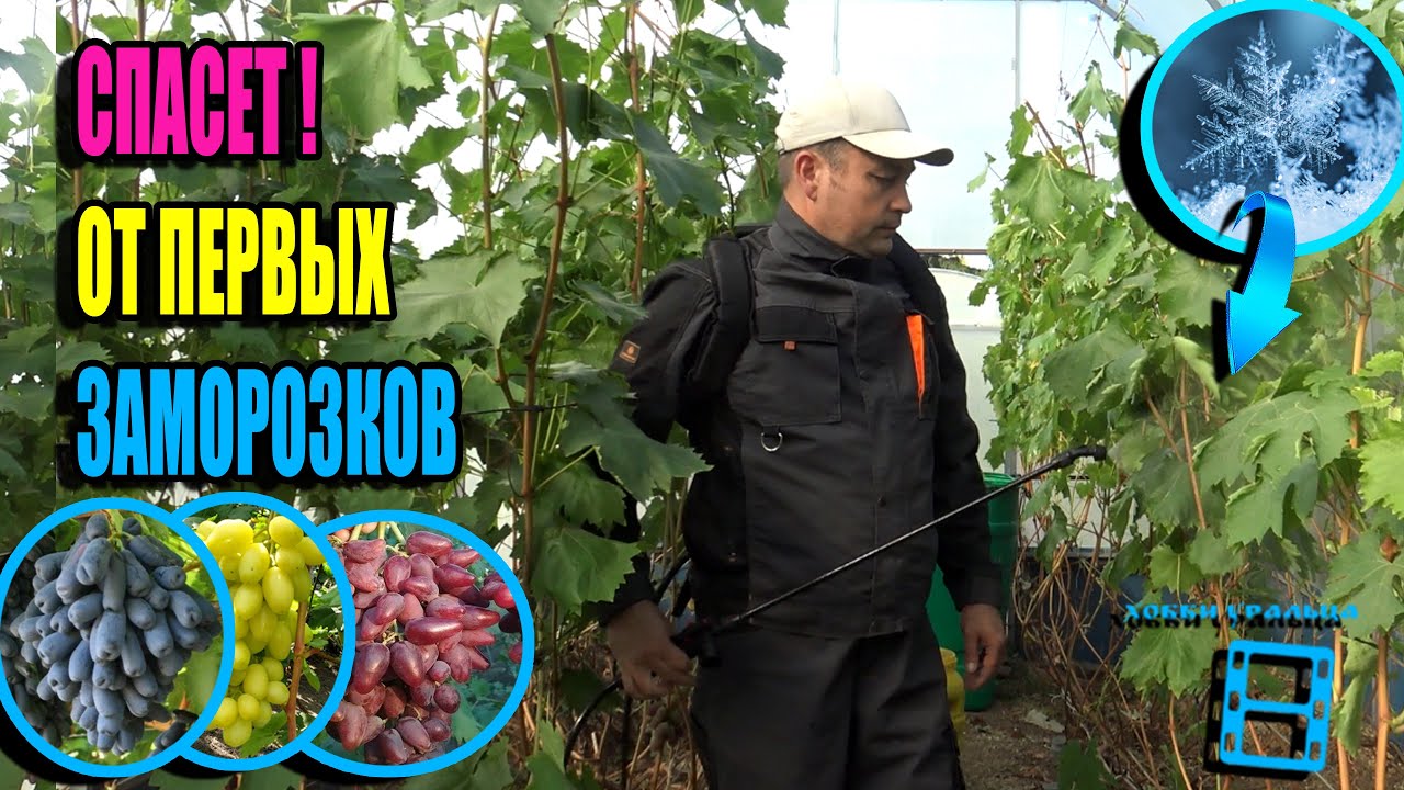 ОБЕЩАЮТ ПЕРВЫЕ ЗАМОРОЗКИ, ЧТО СДЕЛАТЬ НА ВИНОГРАДНИКЕ ДЛЯ ЗАЩИТИТЬСЯ? СЕВЕРНЫЙ ВИНОГРАДНИК 24-25