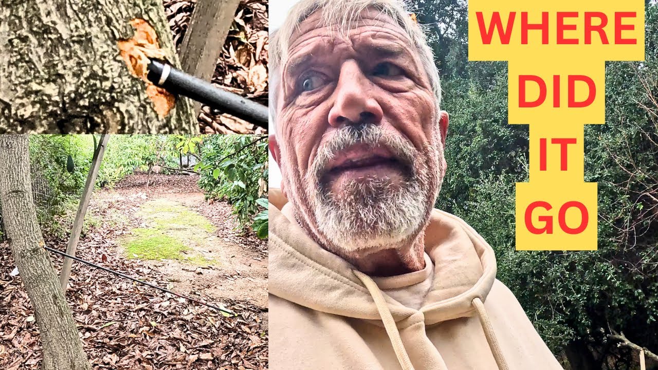 Олень спрятался за ланью… Можно мне сделать снимок?