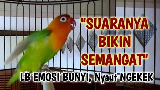 Download Lagu SUARA LOVEBIRD INI BANGKITKAN SEMANGAT LOVEBIRDMU, Emosi Bunyi Ngekek Panjang MP3