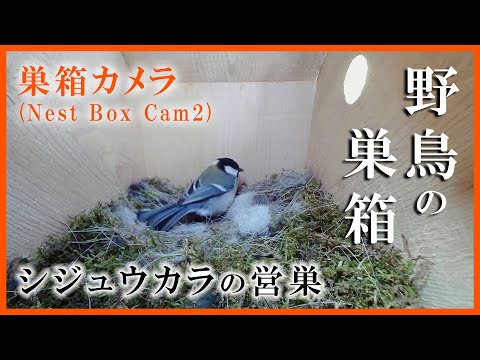 シジュウカラ(野鳥)の巣箱 抱卵 2日目 巣箱カメラ(Nest Box Cam2
