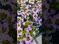 💜 Escaevola aemula#flowers#violet#nature#love#viral#viralshorts