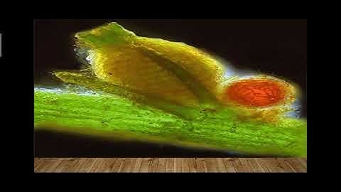 Chara: Nucule Development