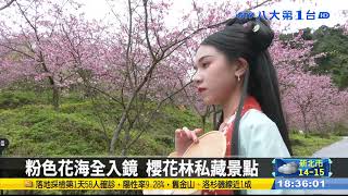 三峽冬季小旅行 賞櫻泡溫泉療癒 #八大民生新聞 111010203