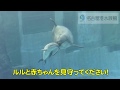 【名古屋港水族館】無事出産！バンドウイルカの貴重な出産シーン