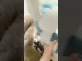 bye bye sloth