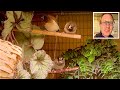 Finches and softbills in my bird room - society finch/bengalese, lovebirds | S1:Ep15