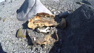 Inexpressible Island, Antarctica, virtual tour and historic sites