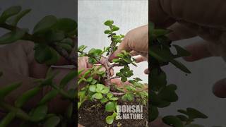 Zed plant #bonsai #pruning #wiring