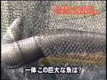 中澤裕子＆吉澤ひとみ in 漁船 の動画、YouTube動画。