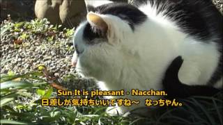 Nacchan, Relax In The Winter Morning Gardenなっちゃん冬の朝庭で寛ぐ