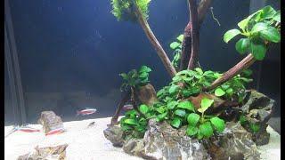 видео: Оформление аквариума 20 литров ПО ШАГАМ # картинка: Оформление аквариума 20 литров ПО ШАГАМ #